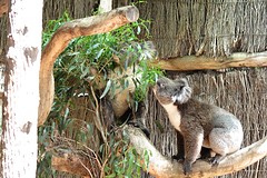 Koala's