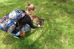Kangaroo