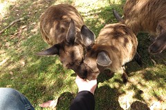 Kangaroo