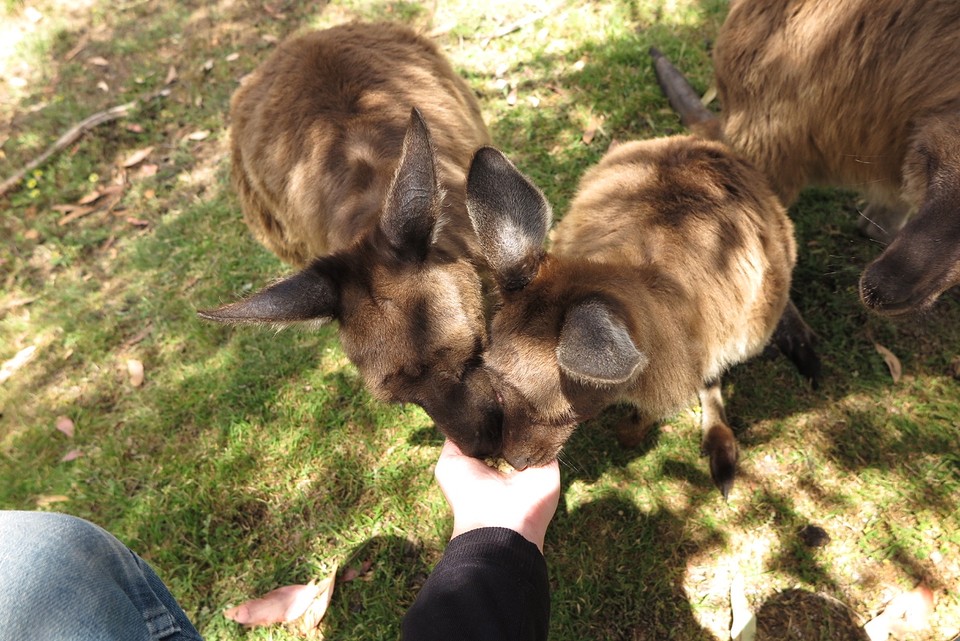 Kangaroo
