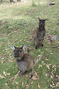 Kangaroo