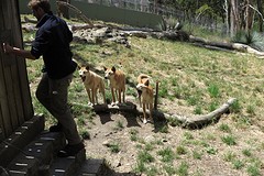 Dingo