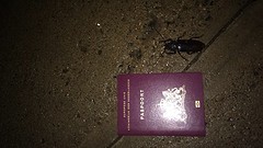 Mini kakkerlak..