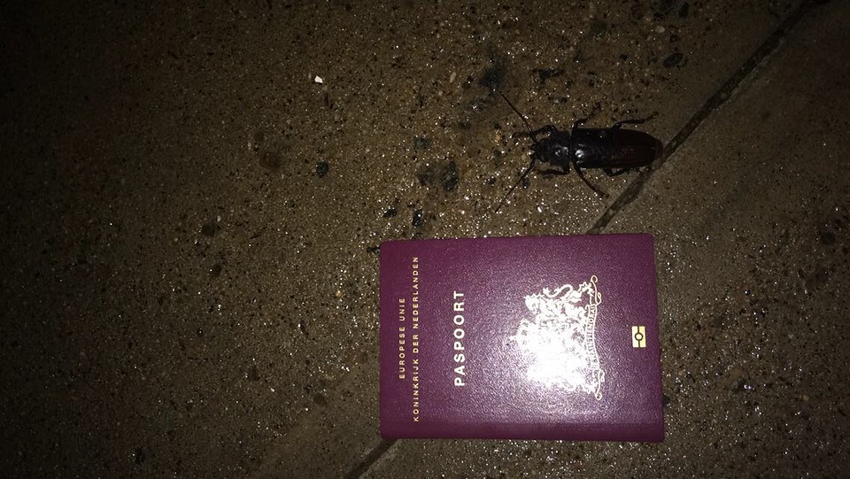 Mini kakkerlak..