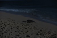 Zeeschildpad