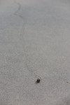 Betrapt!