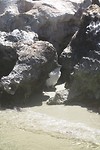 Pinguïn op Penguin Island