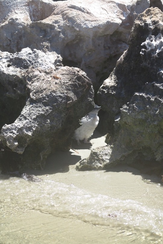 Pinguïn op Penguin Island