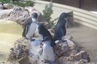 Pinguïns