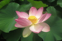 Botanische tuin