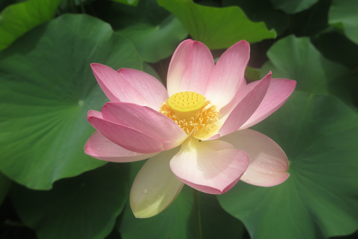 Botanische tuin