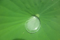 Botanische tuin