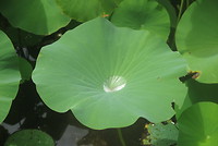 Botanische tuin