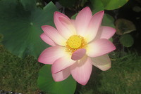 Botanische tuin