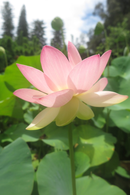 Botanische tuin
