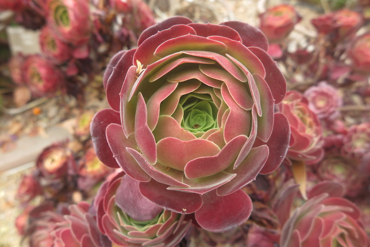 Botanische tuin