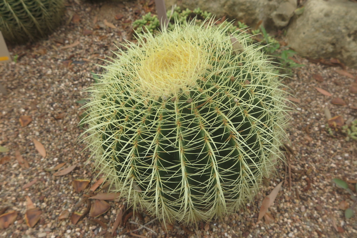 Botanische tuin