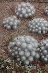 Botanische tuin