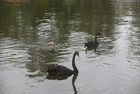 Botanische tuin