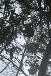 Onze eerste wilde koala!