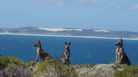 Cape Bridgewater