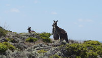 Cape Bridgewater
