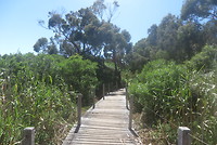 Cape Bridgewater