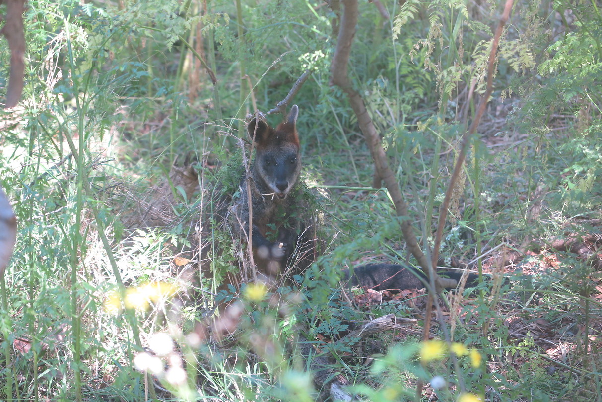Tower Hill State Reserve