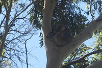 Tower Hill State Reserve