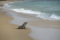 Zeehond