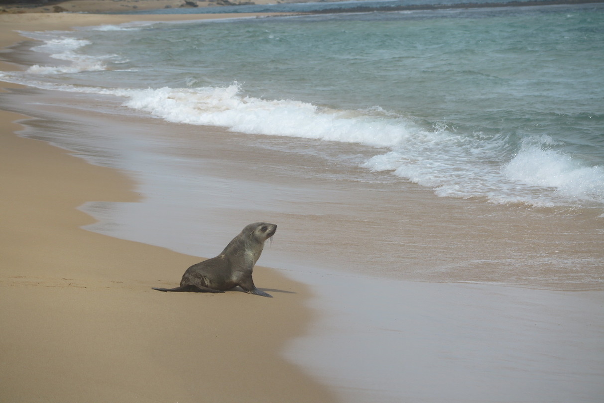 Zeehond