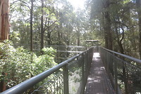 Treetop wandeling
