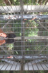 Treetop wandeling