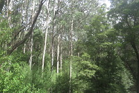 Treetop wandeling