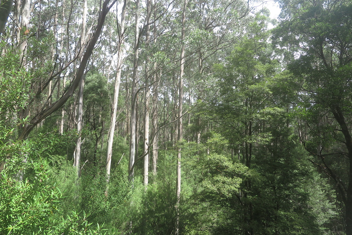 Treetop wandeling