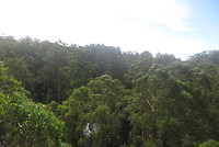 Treetop wandeling