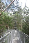 Treetop wandeling
