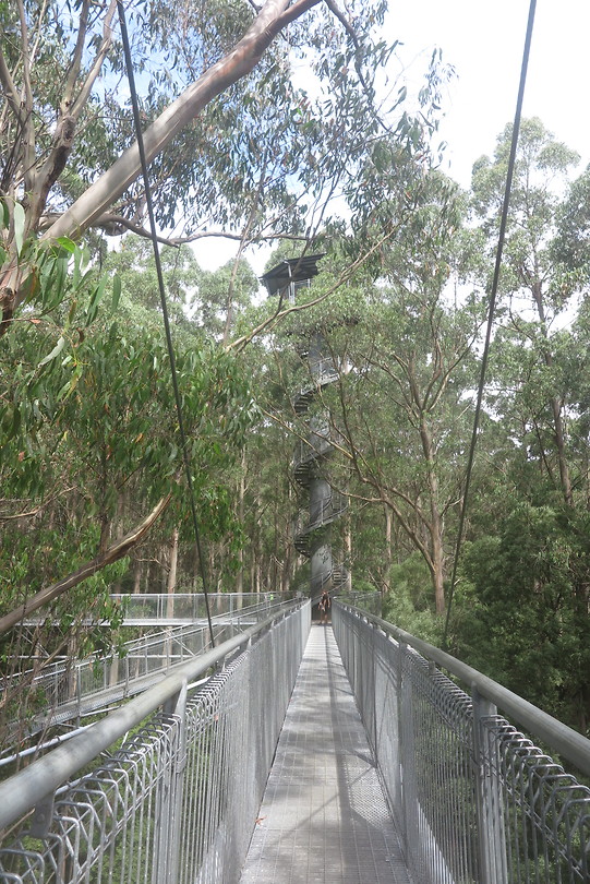 Treetop wandeling