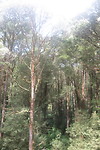 Treetop wandeling
