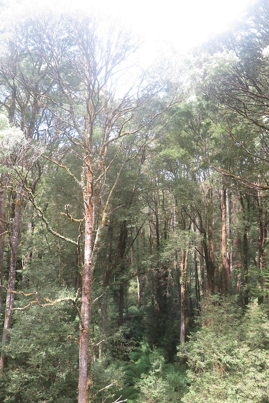 Treetop wandeling