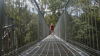 Treetop wandeling