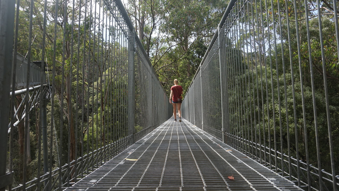 Treetop wandeling