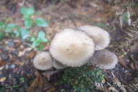 Paddestoelen