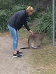 Wilde kangaroo