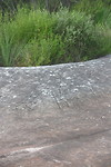 Aboriginal tekeningen