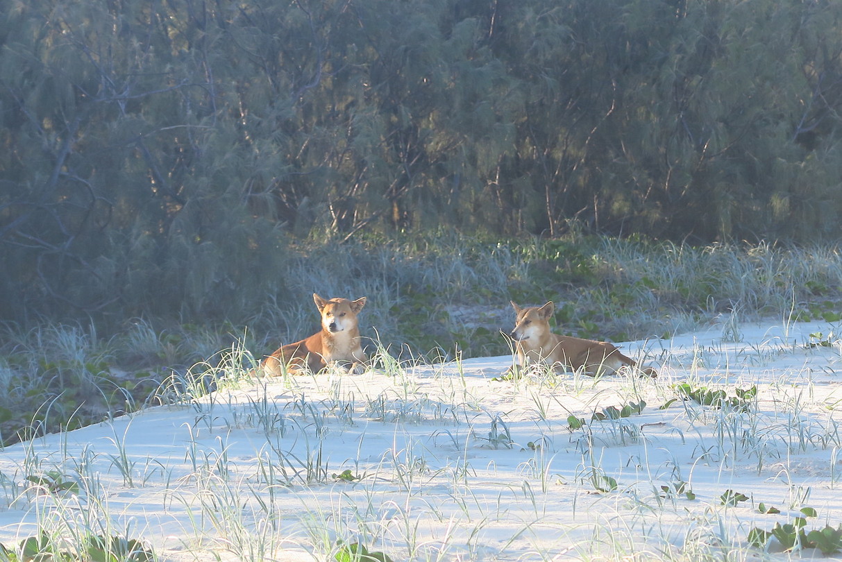 Dingoes in het wild!
