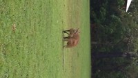 Kangaroo