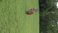 Kangaroo