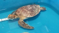 Schildpaddenziekenhuis