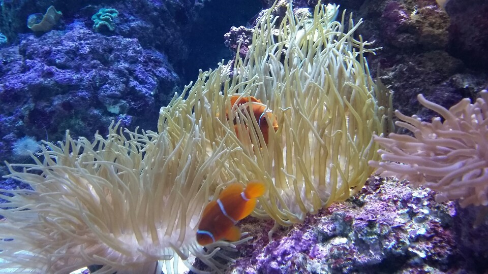 I found Nemo!